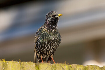 Spreeuw, Common Starling, Sturnus vulgaris