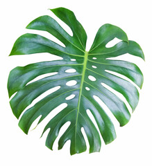 Green monstera tropical leaf, the tropical evergreen vine isolated on white background,Use for © vensto