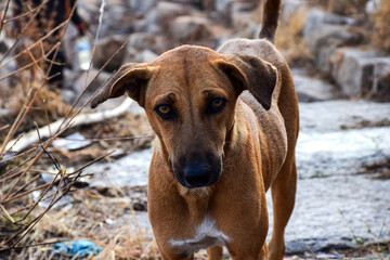 Stock photo of hungry and innocent brown color street dog roaming on the street and looking at the camera at Chittapur , Karnataka India.