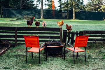 Chickens On A Fence