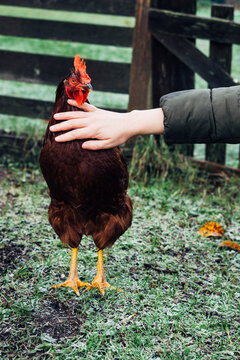 Homesteader Petting Rooster