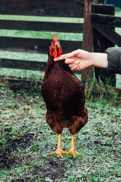 Homesteader Scratching Rooster