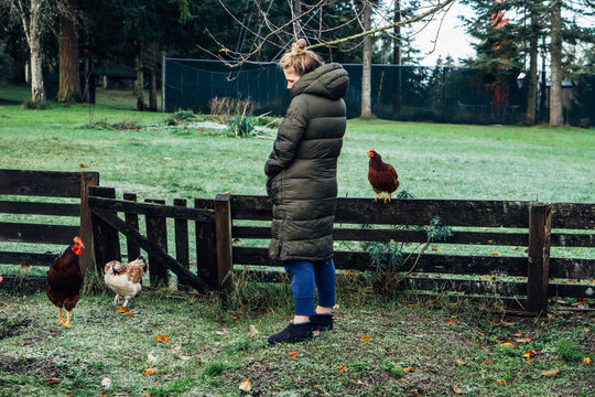 Suburban Homesteader With Chickens