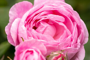 Pink rose flowers macro, garden rose close up