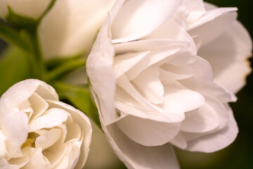 White jasmine flowers macro, jasmine bush close up