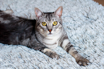 Obraz na płótnie Canvas Playful cat close up portrait indoors