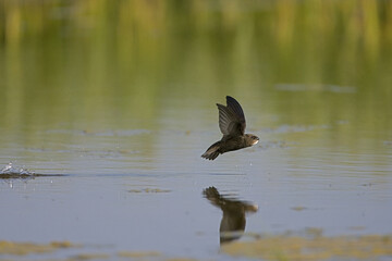 Common Swift, Gierzwaluw, Apus apus