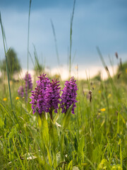 Eine Gruppe violett blühender Orchideen steht auf einer Sommerwiese vor blauen Himmel.