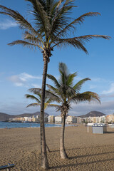 Fototapeta premium Palmeras en la playa de Las Canteras de la ciudad de Las Palmas de Gran Canaria