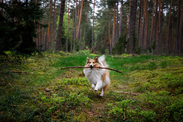 Dog holding a stick in the forest.
