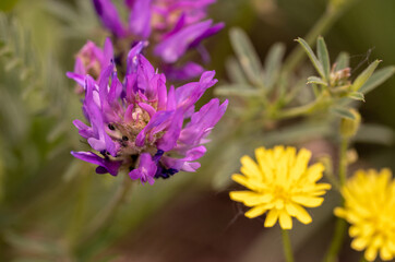Fototapeta premium Pink flower macro, field flowers close up