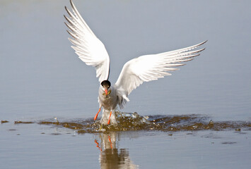 Visdief, Common Tern, Sterna hirundo