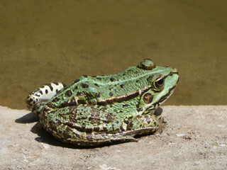 Frog nearby the water on sunny day