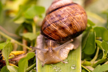 Garden snail drink water, macro nature, extreme close up snail i