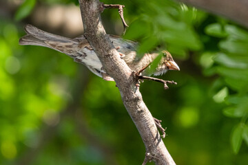 Fototapeta premium sparrow on a tree branch