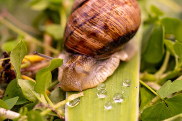 Garden snail drink water, macro nature, extreme close up snail i