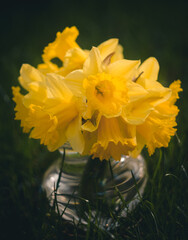 yellow daffodils in a garden