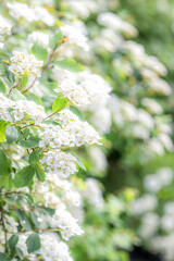 White, soft focus flowers with green leaves on a large canvas with deep bacground and bokeh