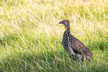 A yellow-necked spurfowl in Amboseli National park