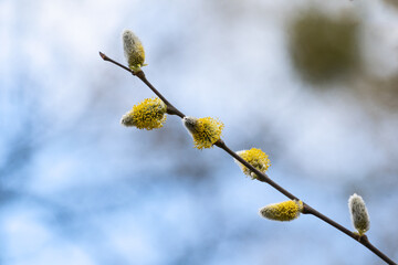 Weidenk&auml;tzchen 2