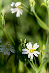 Frühlingsblume 4