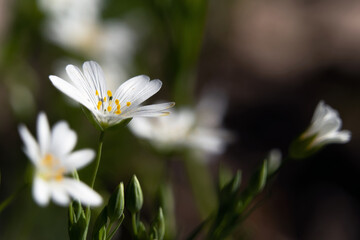 Frühlingsblume