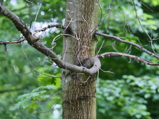 bird on a tree