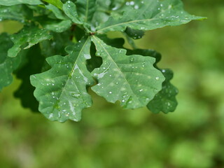 rain drops on a leaf