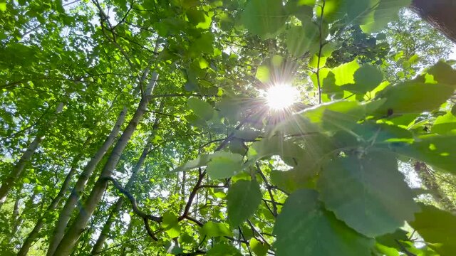 Sunny morning in the forest. Rays of the sun through the branches of a tree, 4K video.