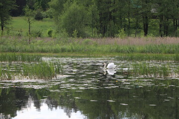 Kanał Augustowski - łabędź © Monika