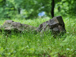 stone in the grass