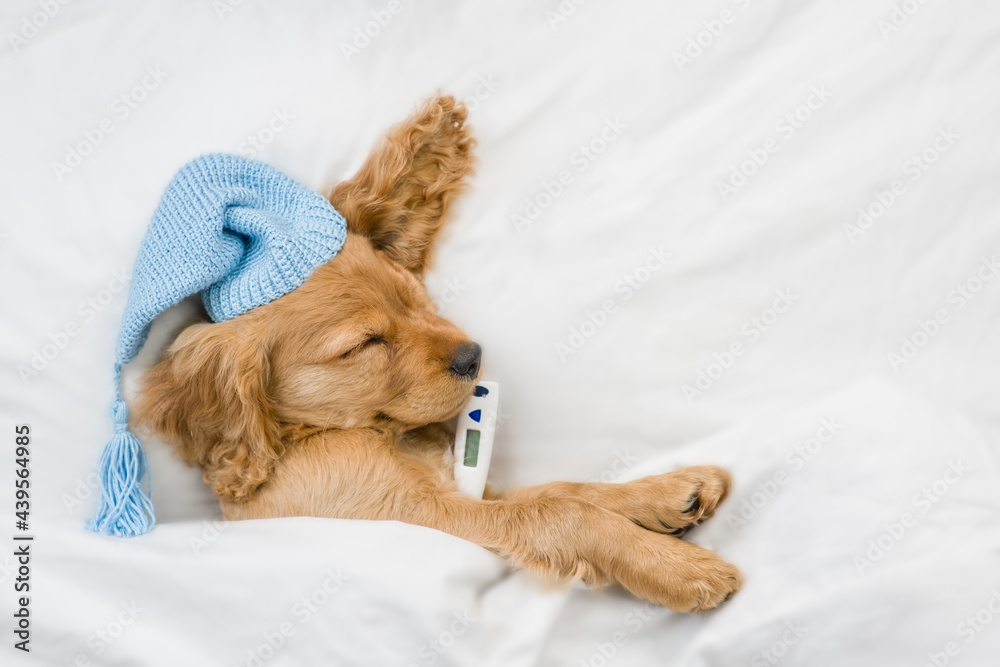 Poster sick english cocker spaniel puppy wearing warm hat sleeps on a bed at home with a thermometer under 