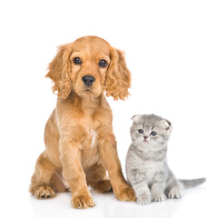 Tiny kitten and English cocker spaniel puppy dog  sit together in front view and look at camera. isolated on white background