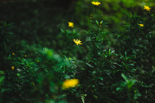 Little yellow flowers
