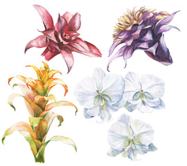 Watercolor set of tropical flowers and leaves on white background. Watercolour botanical illustration.