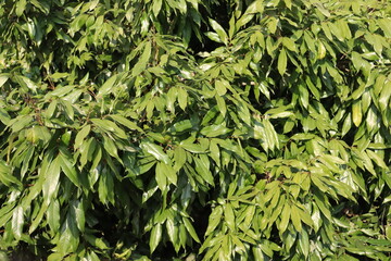 litchi farm view on field