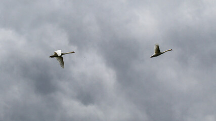 Schwäne im Flug