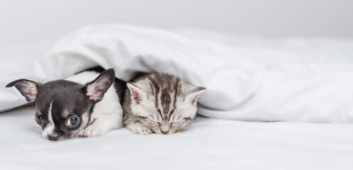 Tabby kitten and Chihuahua puppy sleep together under white warm blanket on a bed at home. Empty space for text