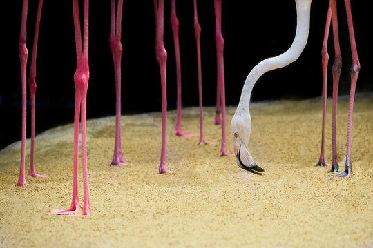Pink flamingos