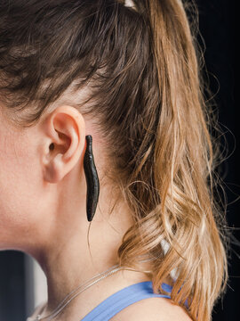 Medicinal leech working behind ears