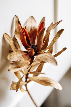 dried flower