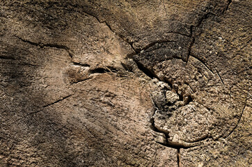 Old wodeen texture for background. Close up.
