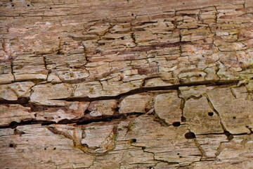 Old wodeen texture for background. Close up.