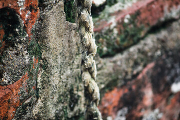 bark texture