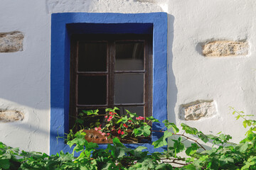 Fototapeta na wymiar A white building with blue window frames and flowers on the windowsill. Travel and architecture concept. Bodrum, Turkey