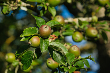Reifende Äpfel wachsen an einem Apfelbaum (Obstanbau)