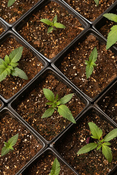 Marijuana Seedlings Growing To Maturity 