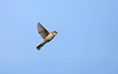 Common Whitethroat, Grasmus, Sylvia communis