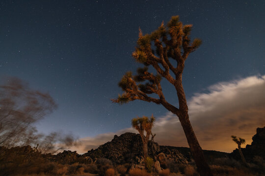 A Trip to the Desert