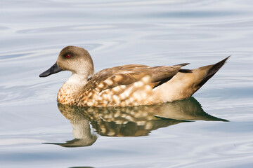 Gekuifde Eend, Crested Duck, Lophonetta specularioides